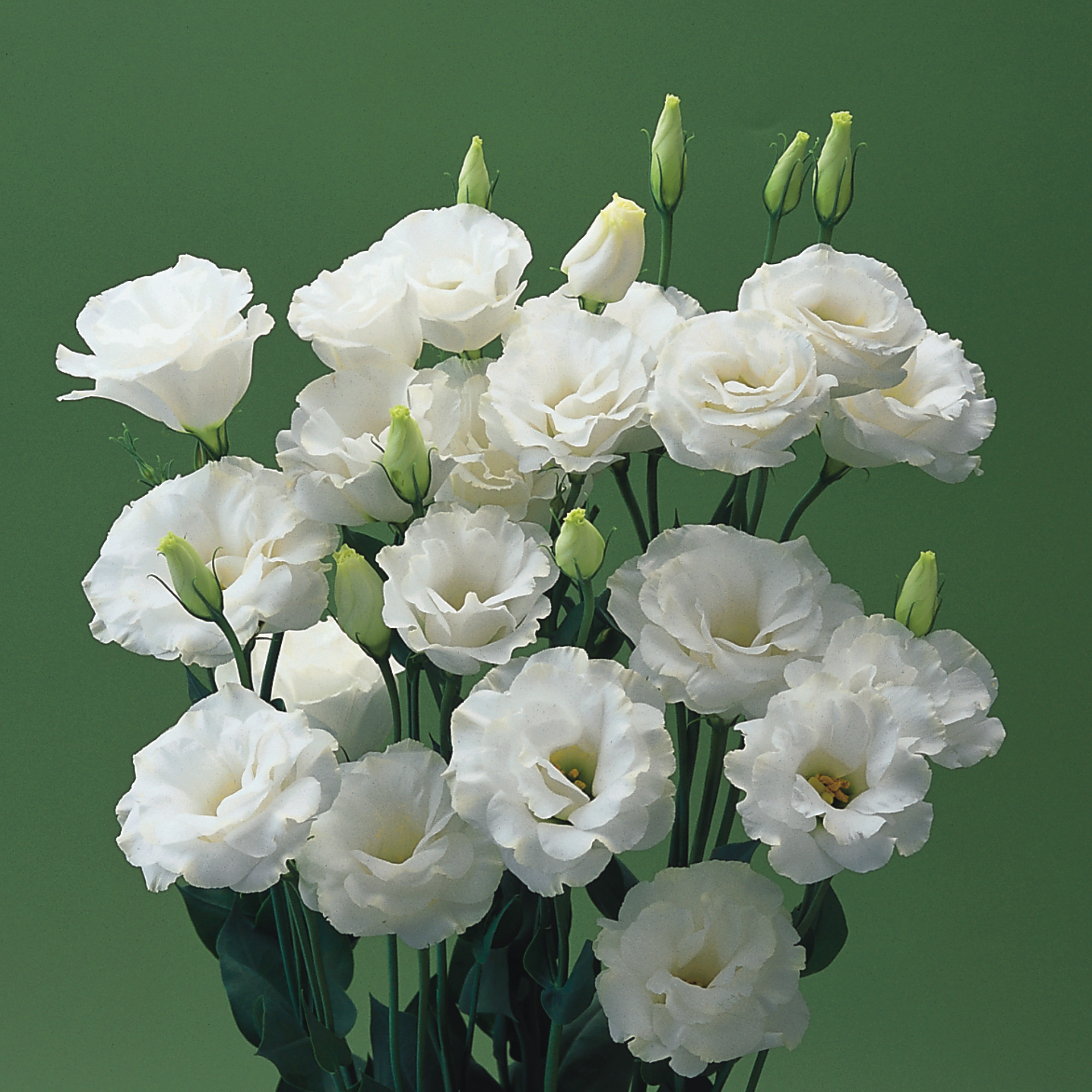 Превью изображения