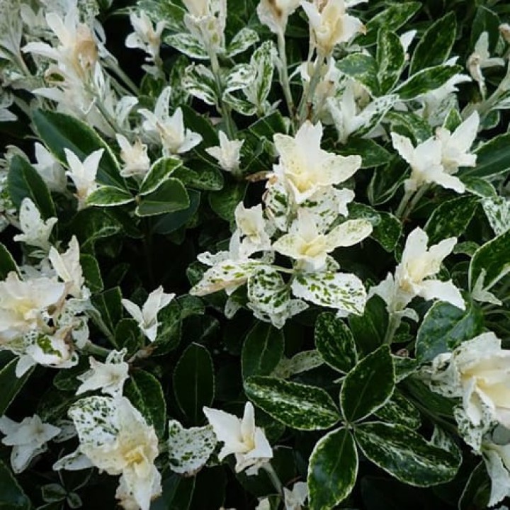 Превью изображения