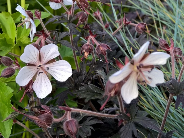 Превью изображения