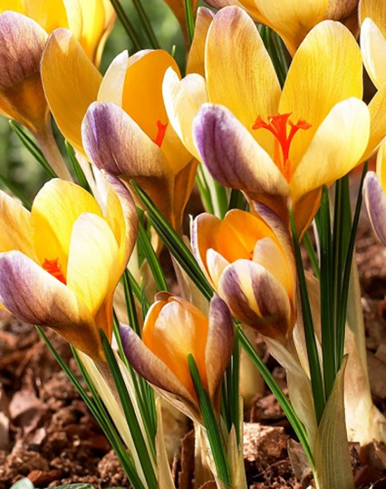 Превью изображения