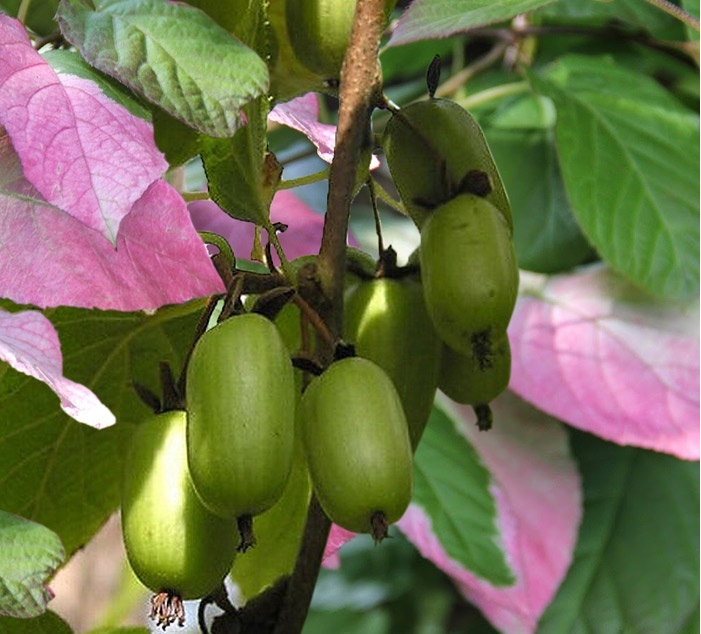 Превью изображения