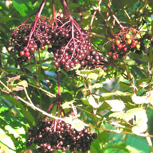 Превью изображения