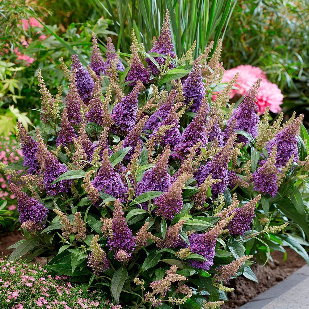 Превью изображения