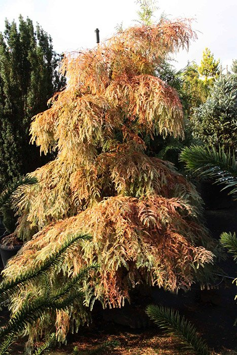 Превью изображения