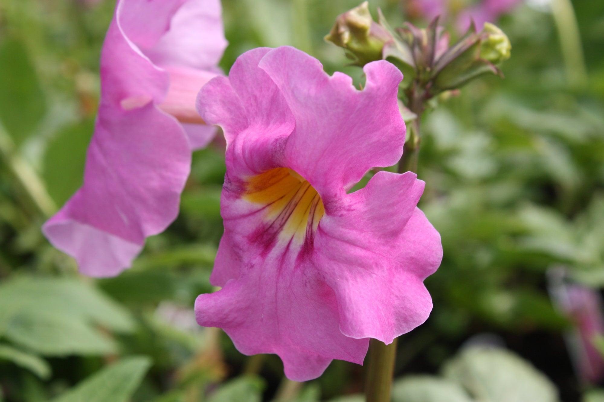 Превью изображения