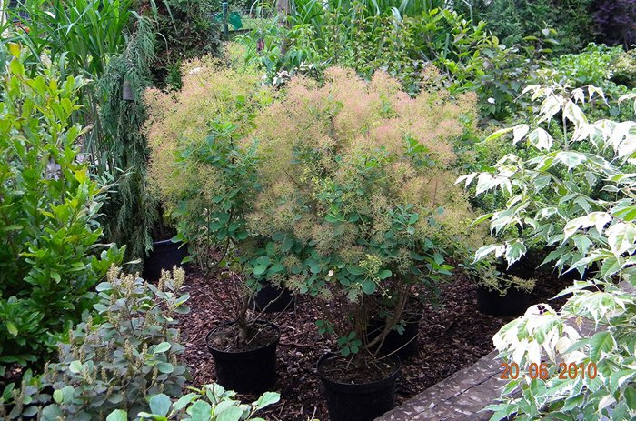 Превью изображения