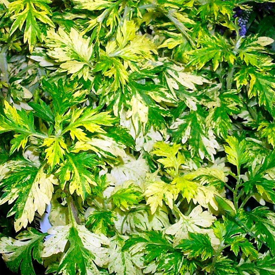 Превью изображения