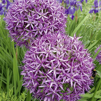 Превью изображения