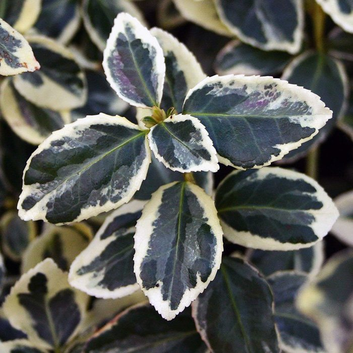 Превью изображения