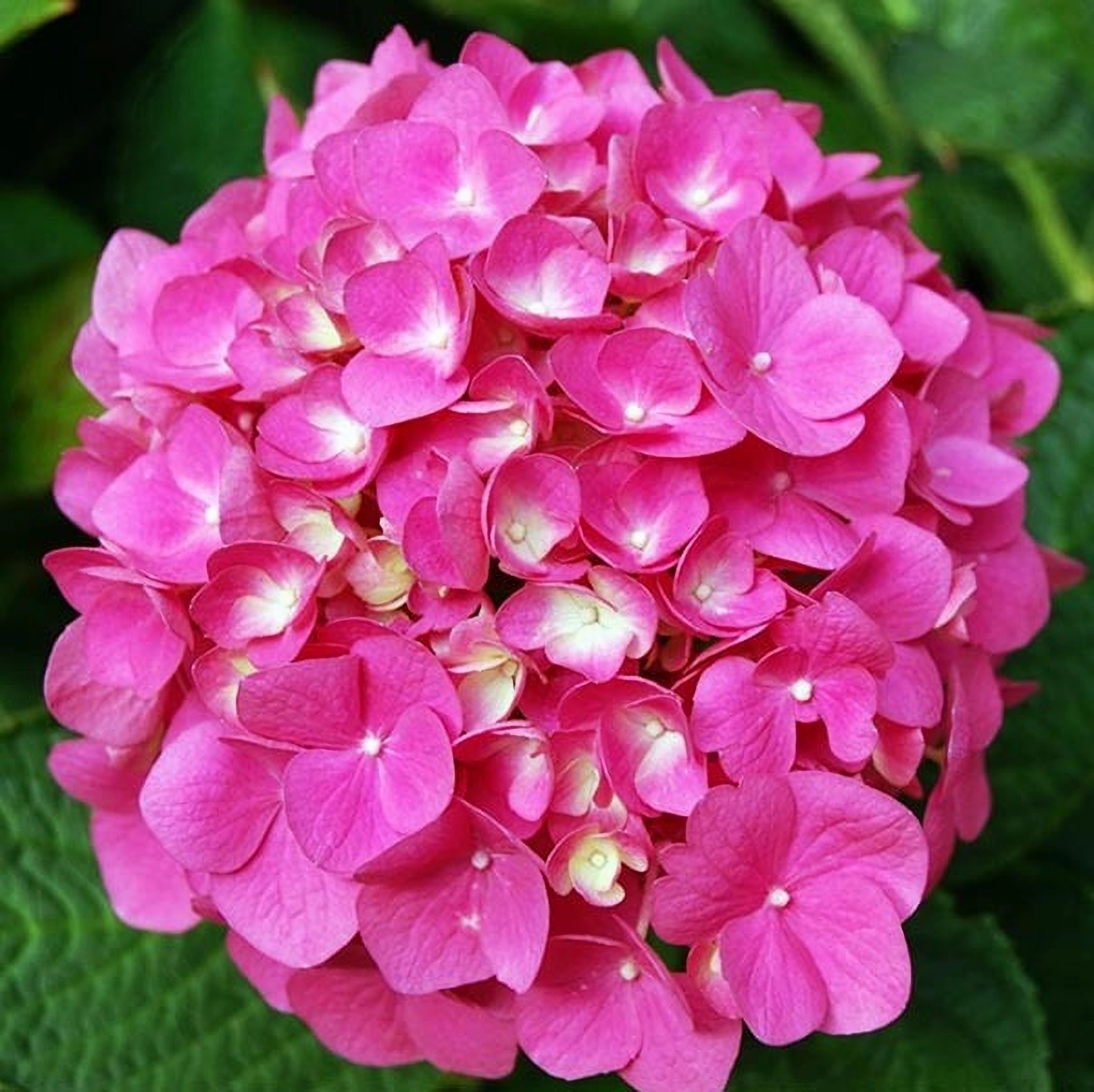 Превью изображения