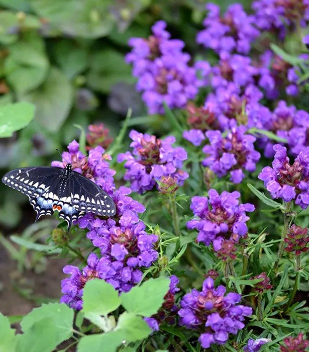 Превью изображения