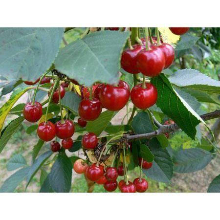 Превью изображения