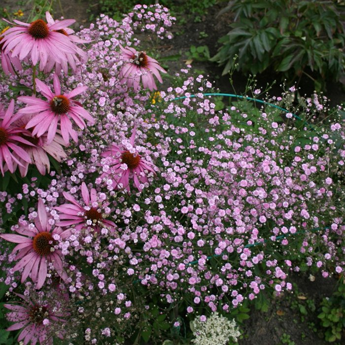 Превью изображения