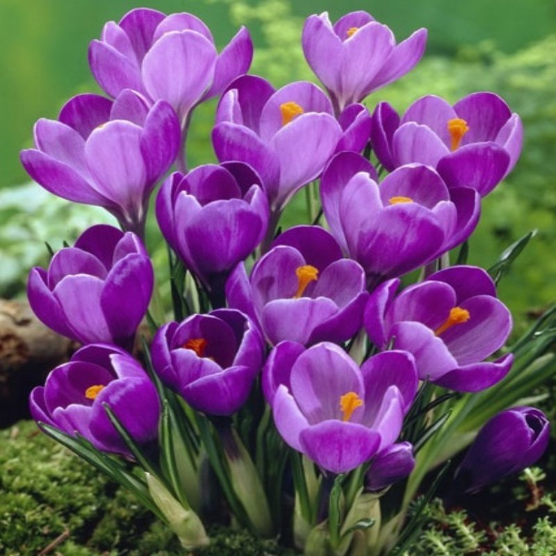 Превью изображения