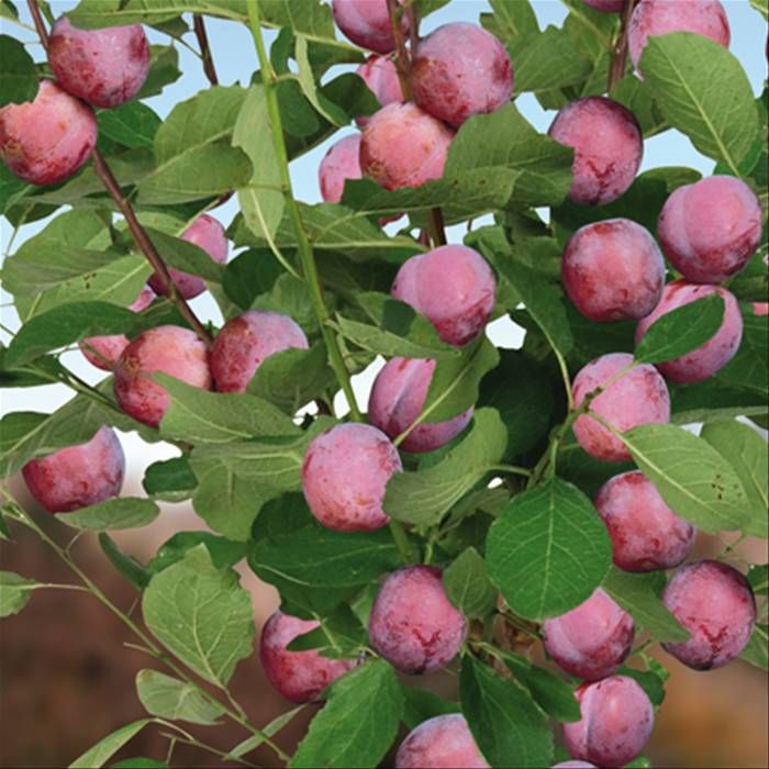 Превью изображения