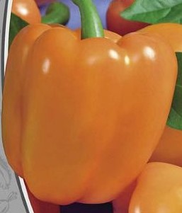 Превью изображения