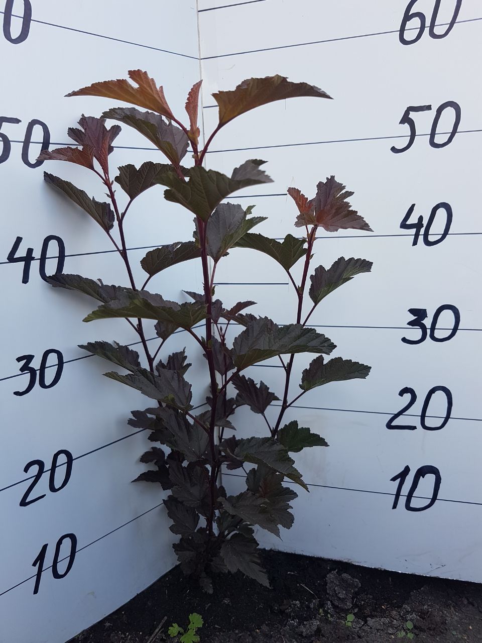 Превью изображения