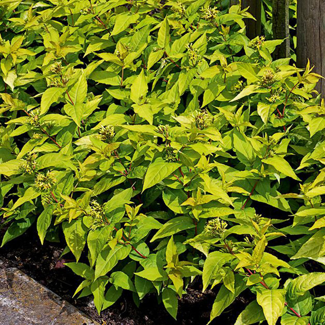 Превью изображения