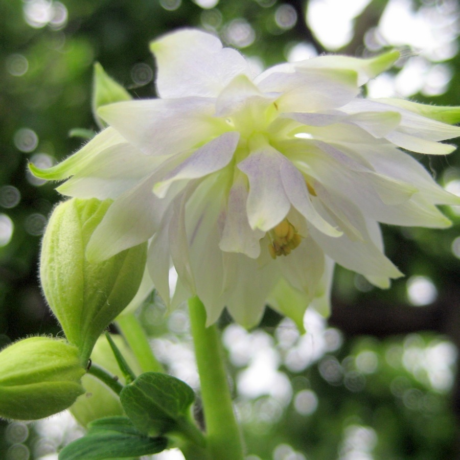 Превью изображения