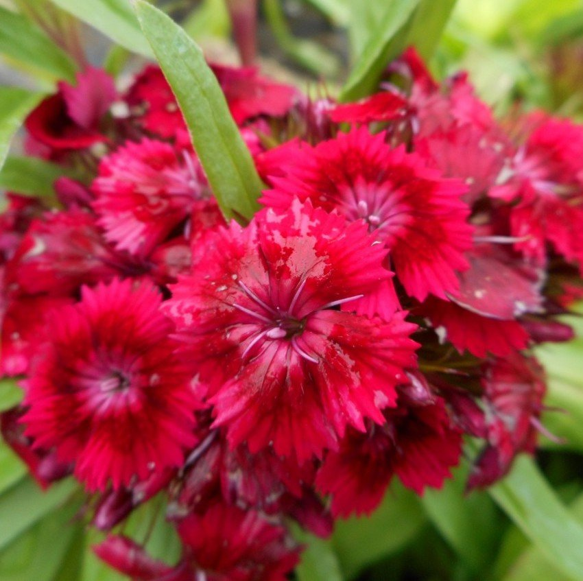 Превью изображения