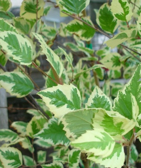 Превью изображения