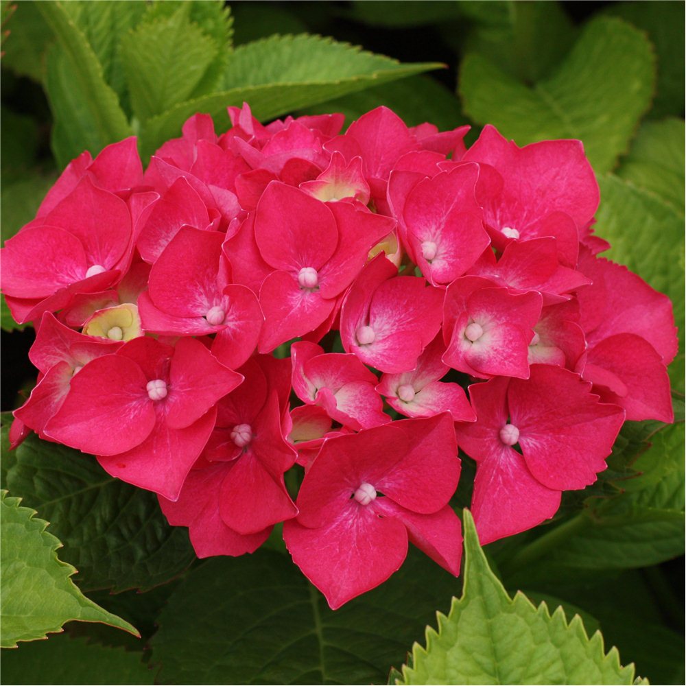 Превью изображения