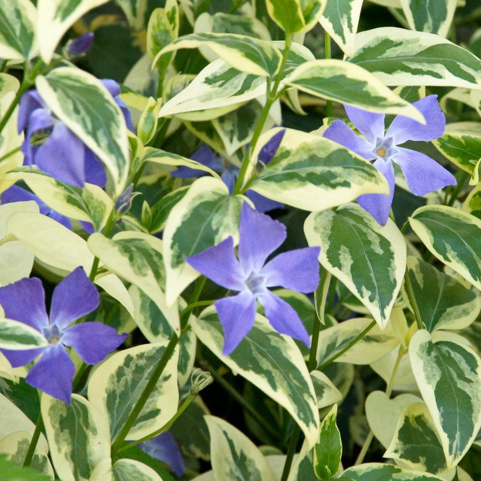 Превью изображения