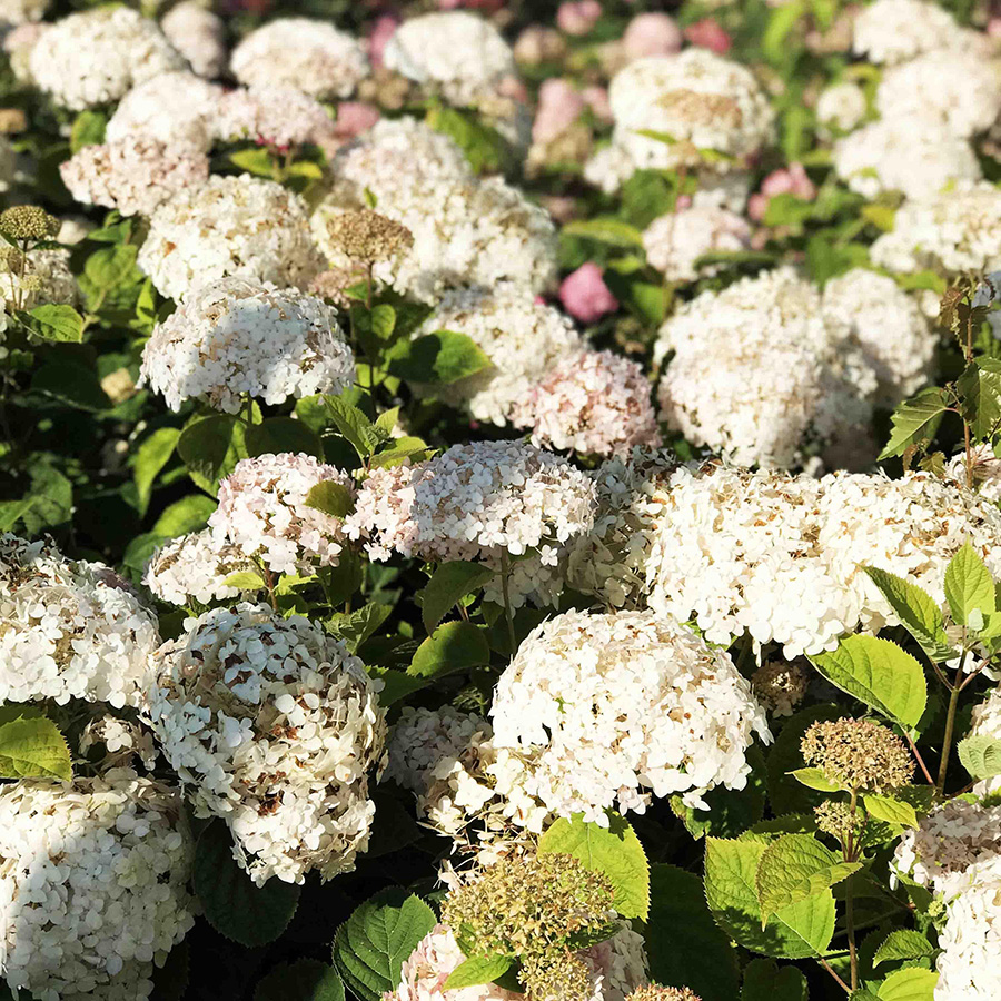 Превью изображения