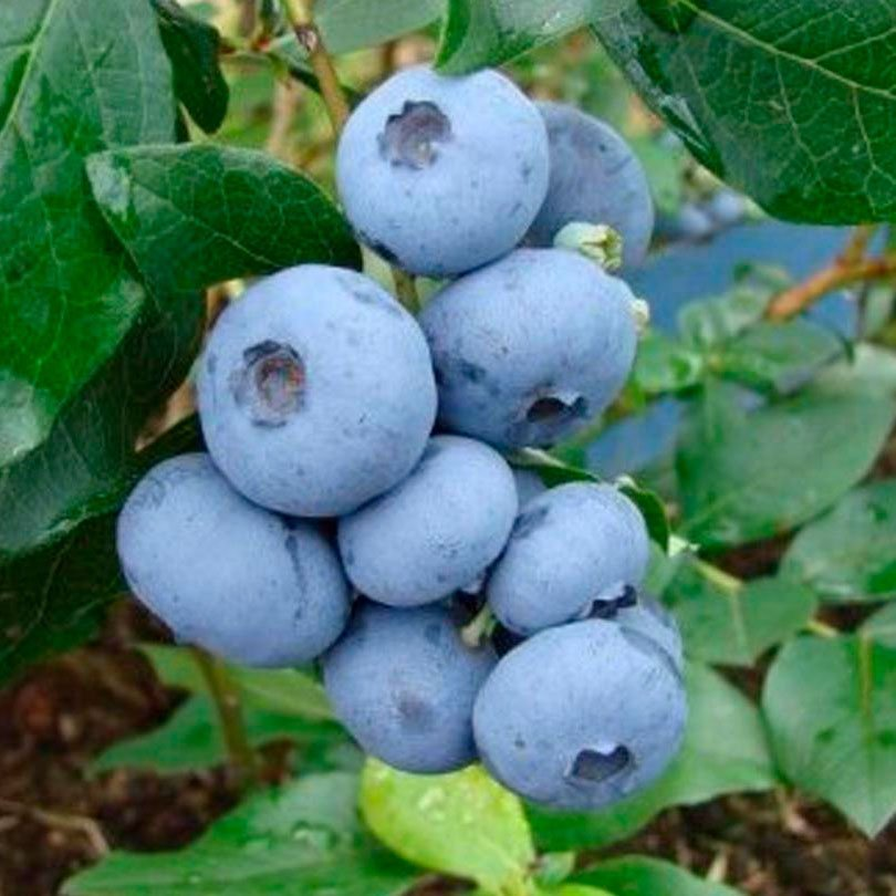 Превью изображения