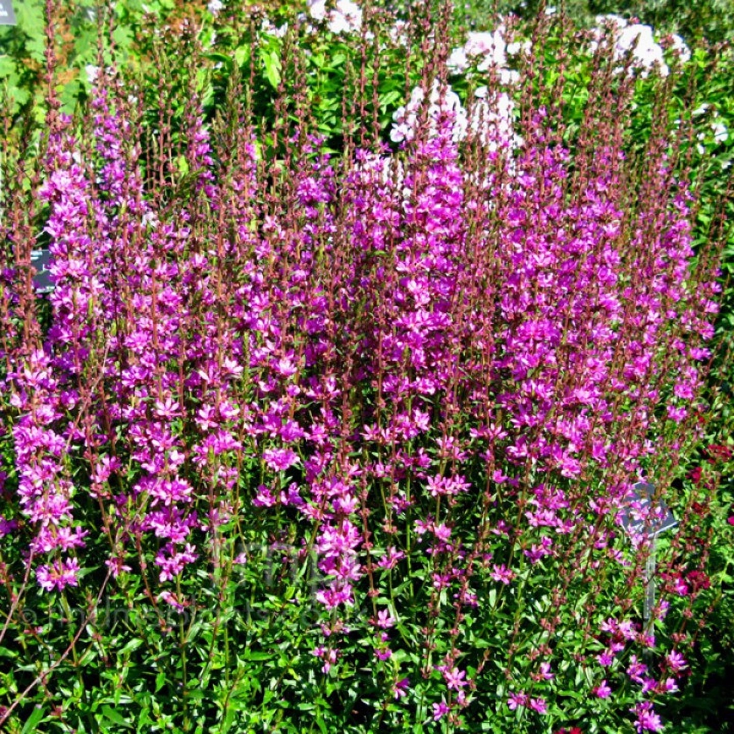 Превью изображения