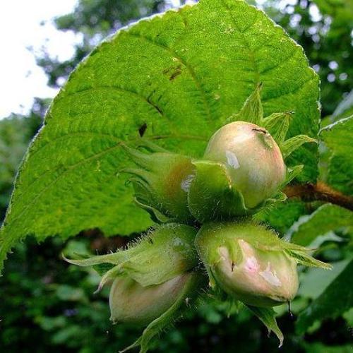 Превью изображения