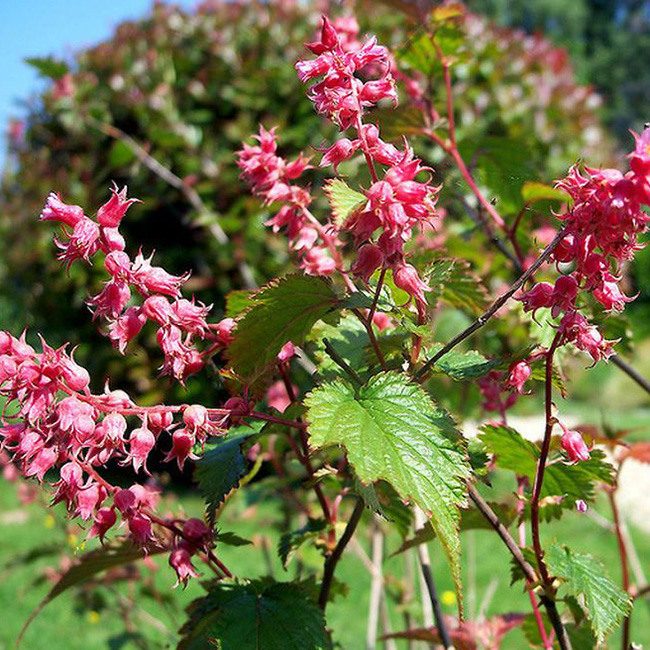 Превью изображения