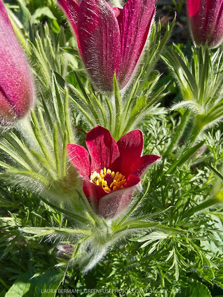 Превью изображения