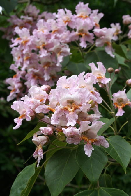 Превью изображения