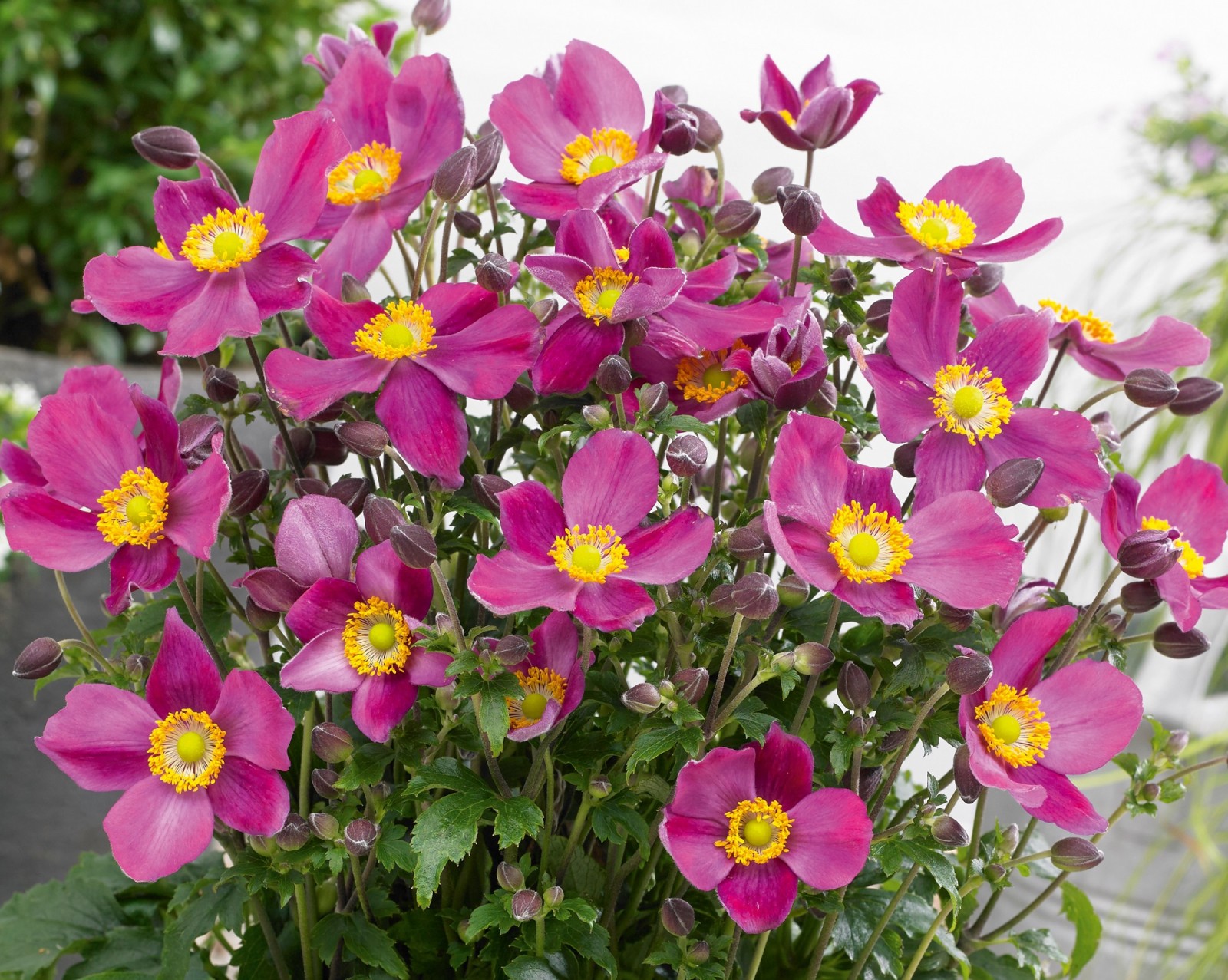 Превью изображения