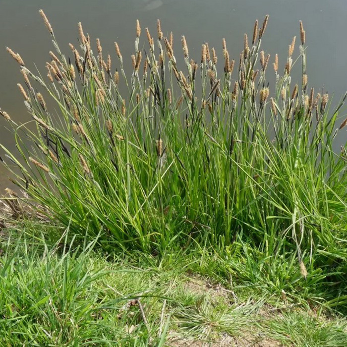 Превью изображения