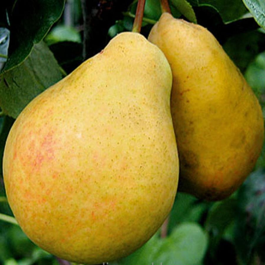 Превью изображения