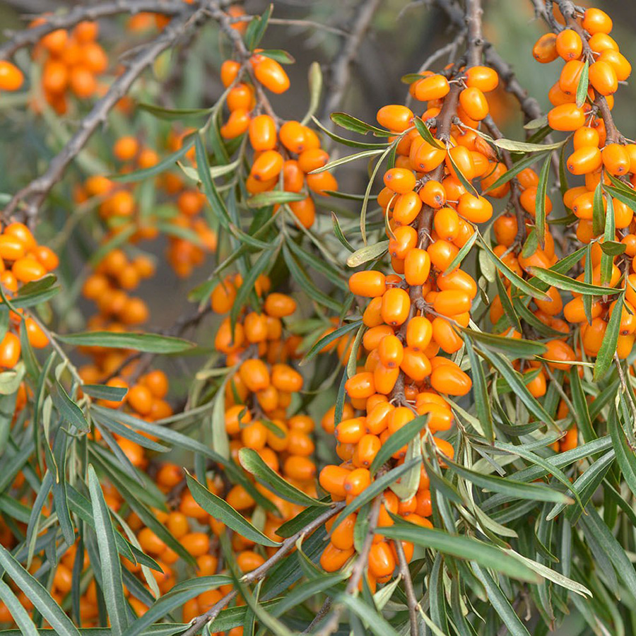 Превью изображения