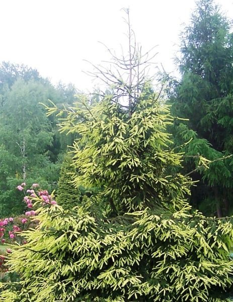 Превью изображения