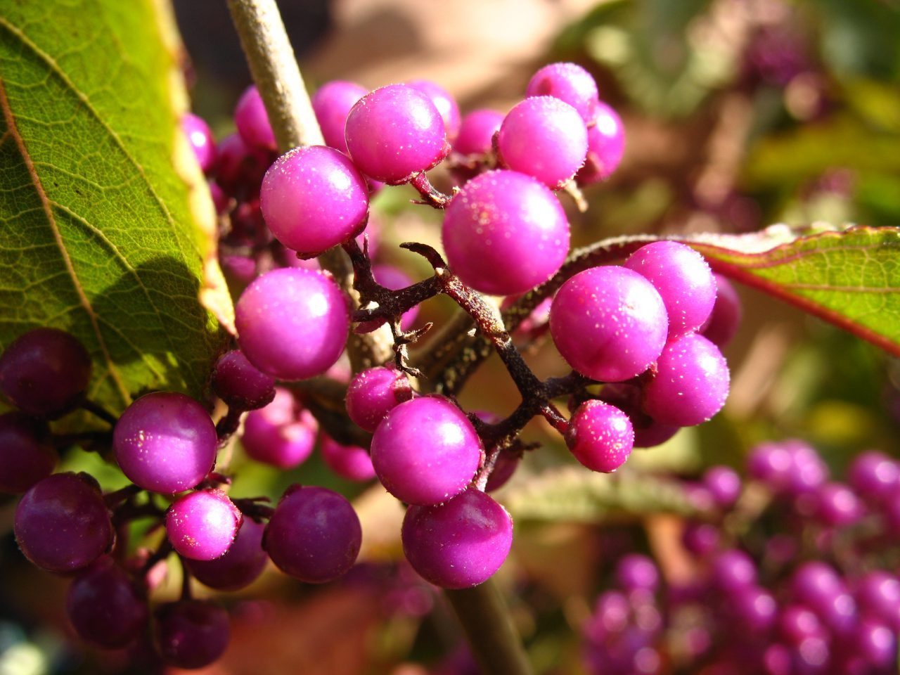 Превью изображения