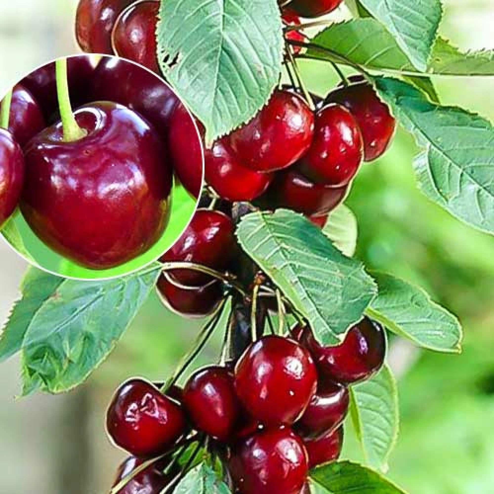 Превью изображения