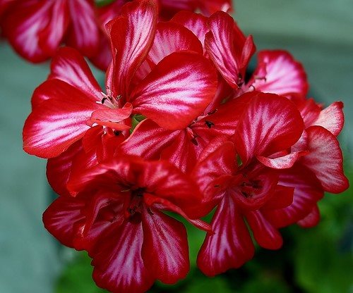 Превью изображения