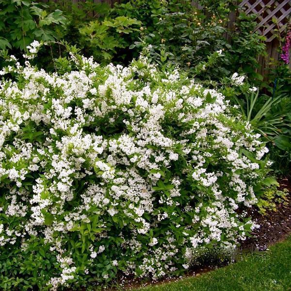 Превью изображения