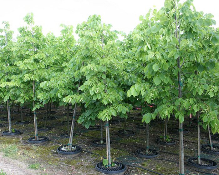 Превью изображения