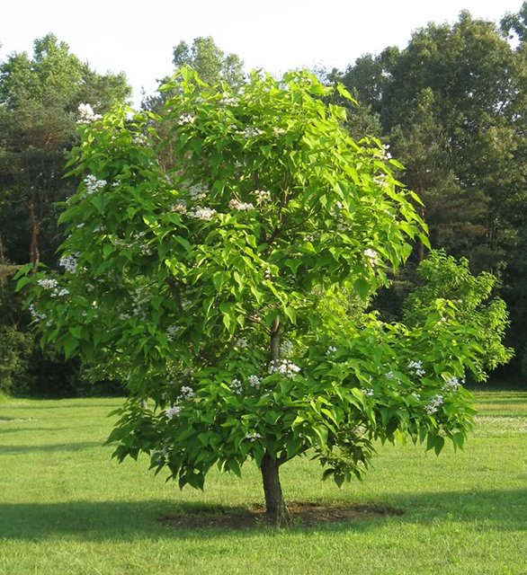 Превью изображения