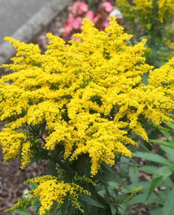 Превью изображения