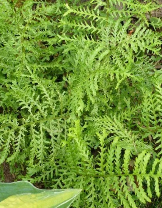 Превью изображения