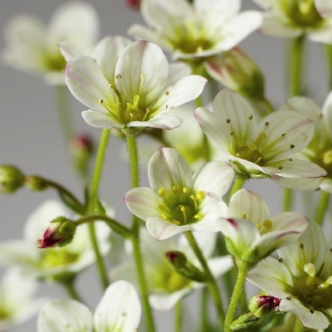 Превью изображения