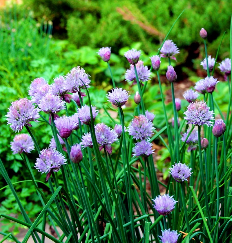 Превью изображения