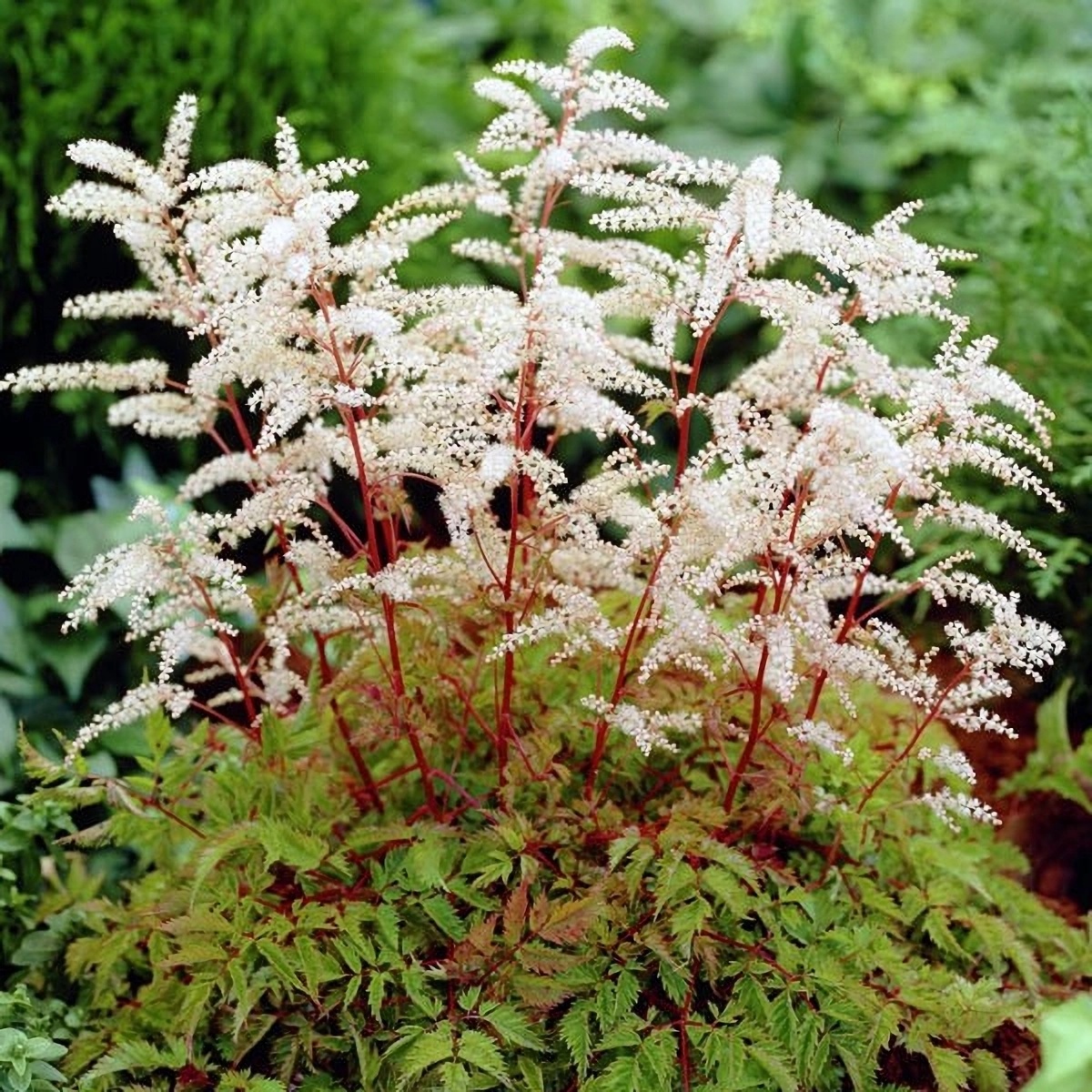 Превью изображения